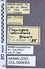 Etiketten zu Stropenron columbiana (Brown, 1936) (NHMW-ZOO-COL-0008353)